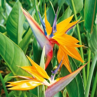 Kuş Cenneti çiçek tohumları - Strelitzia reginae - 10 tohum