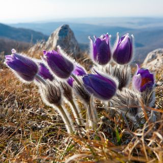 Pasque Flower Frön - Anemone pulsatilla - 190 frön