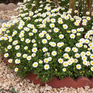 Semillas de margarita de ojo de buey - Chrysanthemum leucanthemum - Leucanthemum vulgare syn. Chrysanthemum leucanthemum