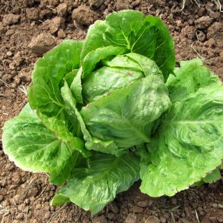 Salata verde de seminte de salata - Lactuca sativa - 1150 seminte - Lactuca sativa L.  - semințe