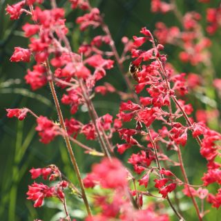 Graines d'Heuchère, Désespoir du Peintre - Heuchera sanguinea - 12500 graines