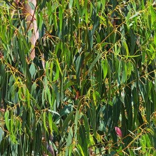 レモンユーカリ、レモン香料入りガムの種 -  Corymbia citriodora - Eucalyptus citriodora - シーズ