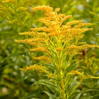 Canada Goldenrod seeds - Solidago canadensis - 2500 seeds