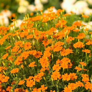 Tagète Citron - Orange Gem - 600 graines - Tagetes tenuifolia