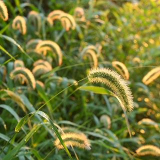 Large-Spike Bristlegrass siemenet - Setaria macrostachya