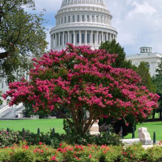Crapa Myrtle, Crepe Semințe de Myrtle - Lagerstroemia indica - 40 semințe