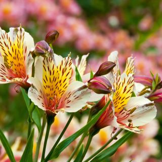 Peruvian Lily seeds - Alstroemeria Aurantiaca - 5 seeds