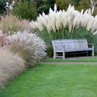 Ornamental Annual Grasses blande frø - 200 frø - 