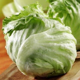 Salata verde de seminte de salata - Lactuca sativa - 1150 seminte - Lactuca sativa L.  - semințe