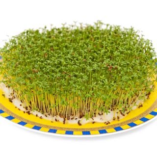 Sprouting seeds - Cress - Zesty Superfood Boost in Just Days - Fresh Seeds