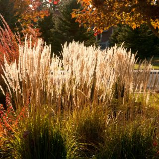 Ornamental Annual Grasses blande frø - 200 frø - 