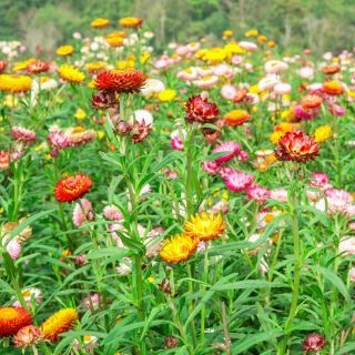 Квітка подвійна квітка змішані насіння - Helichrysum monstrosum nana fl.pl. - 600 насіння - Helichrysum Arenarium