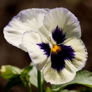 Viola wittrockiana - Silverbride, Silberbrauti - Bianco e Nero - 400 semi - Viola x wittrockiana