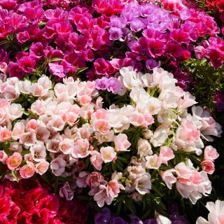 Atlasblomma - blandning - Godetia grandiflora - Flerfärgade blommor, fantastiska för snittarrangemang - Färska frön