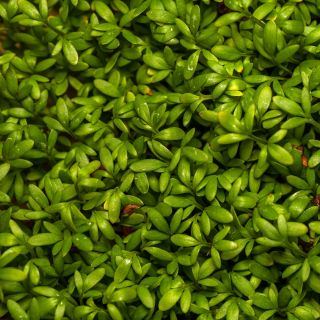 Sprouting seeds - Cress - Zesty Superfood Boost in Just Days - Fresh Seeds