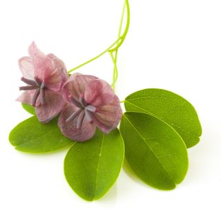 Trebladiga Akebia-frön - Akebia trifoliata