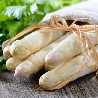 芦笋种子 - 芦笋officinalis  -  50粒种子 - Asparagus officinalis L. - 種子
