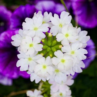 Biji Verbena putih - Verbena x hybrida - 120 biji