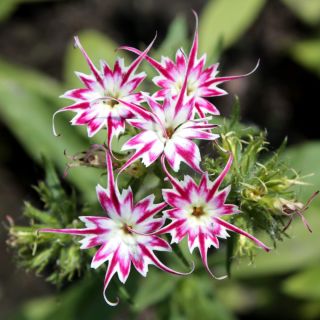 Drummond Phlox Twinkle Star magjai - Phlox drummonda cuspidata nana - 500 mag - Phlox drummondii cuspidata var. Stellaris - magok