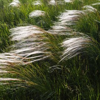 Iarbă de pene, semințe de pădure europeană - Stipa pennata - 10 semințe - Stipa joannis