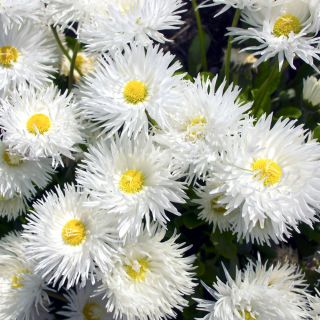 Crazy Daisy, hạt Snowdrift - hoa cúc tối đa fl.pl - 160 hạt - Chrysanthemum maximum fl. pl. Crazy Daisy