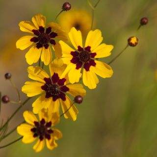 Tofarvet skønhedsøje - dværgblanding - Coreopsis tinctoria - Tidlig blomstring, livligt bunddække - Friske frø