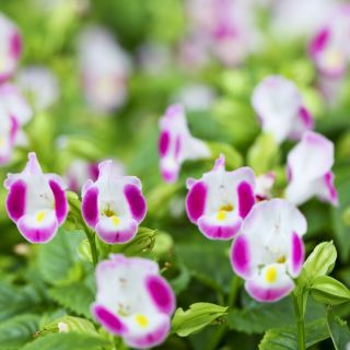 Catalina Pink Torenia, semi di Wishbone Flower - Torenia fournieri