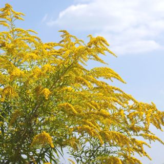 Canada Goldenrod seeds - Solidago canadensis - 2500 seeds