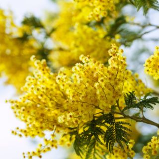 Sølvakacie - 20 frø - Acacia dealbata
