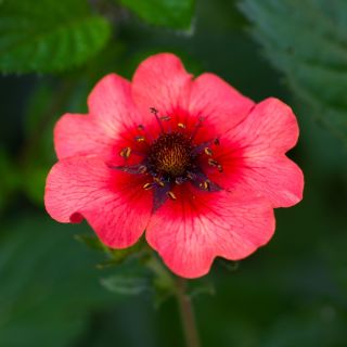 Nepal Cinquefoil, Miss Willmott seeds - Potentilla nepalensis - 600 zaden