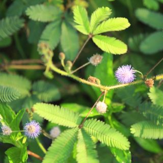 ミモザ、敏感な植物の種子 - ミモザプディカ -  34種子 - Mimosa pudica - シーズ