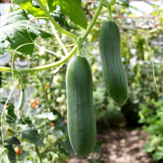 Pepino - Tessa - 105 sementes - Cucumis sativus