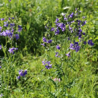 Almindelig jakobsstige - 300 frø - Polemonium caeruleum