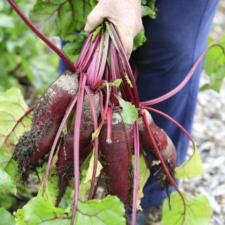 Beetroot - Opolski - Tender Roots, Perfect for Juicing and Pickling - Fresh Seeds