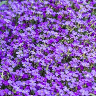 Aubrieta - színes virágkeverék - Aubrieta x hybrida - Színes virágok, ideális szegélyezéshez - Friss vetőmagok