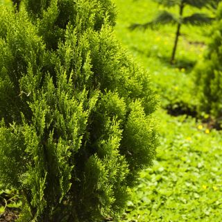 Lawson Cypress frø - Chamaecyparis lawsoniana - 100 frø