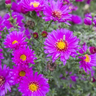 Michaelmas daisy, New England semi Aster - Aster-Inghilterra - 42 semi - Aster novae-angliae & Aster novi-belgii