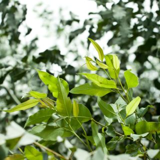 レモンユーカリ、レモン香料入りガムの種 -  Corymbia citriodora - Eucalyptus citriodora - シーズ
