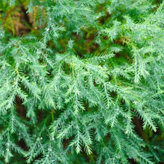 Lawson Cypress frø - Chamaecyparis lawsoniana - 100 frø