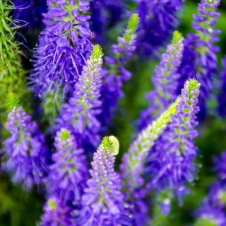 Veronica spicata - 1000 semillas