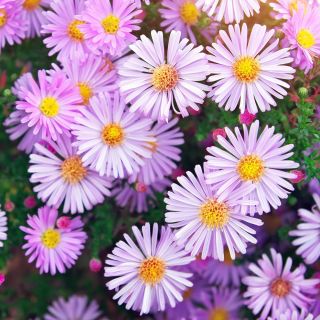 Michaelmas daisy, New England semi Aster - Aster-Inghilterra - 42 semi - Aster novae-angliae & Aster novi-belgii