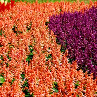 Salvia escarlata - variada - 84 semillas - Salvia splendens
