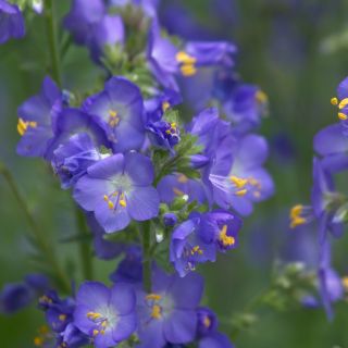 Almindelig jakobsstige - 300 frø - Polemonium caeruleum