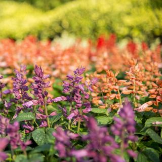 Salvia escarlata - variada - 84 semillas - Salvia splendens