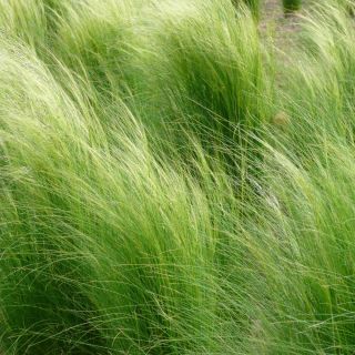 Meksički pero trava poni sjemenke repa - Stipa tenuissima - 100 sjemenki