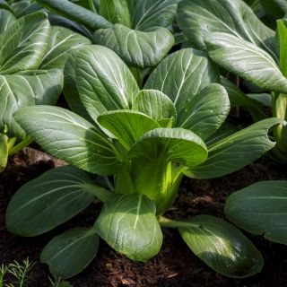 Använda - Pak - Choi - 500 frön - Brassica rapa subsp. chinensis