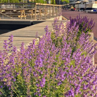 Katteurt - Nepeta mussinii - Duftende blomster, elsket af katte - Friske frø