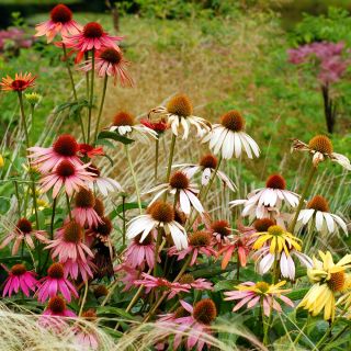 Echinacea - Miscuglio - Fiori vivaci: magnete per api e farfalle - Semi Freschi