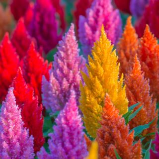 Lav Celosia plumosa - Celosia argentea var. plumosa nana - Strålende farver, sommerlang skønhed - Friske frø