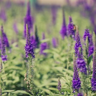Veronica spicata - 1000 semillas